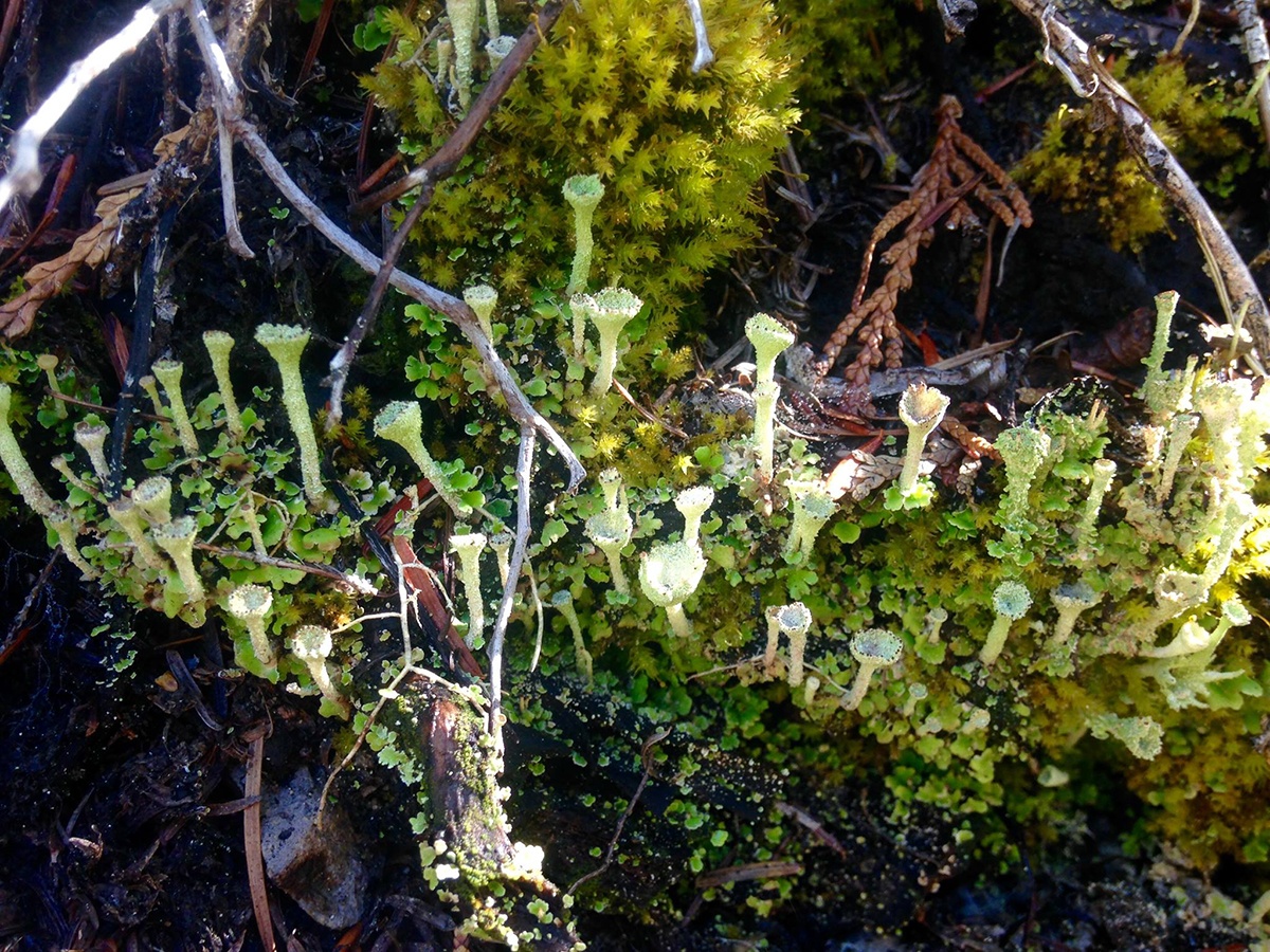 Herbal Medicine Testimonials Wild Heart Medicinal