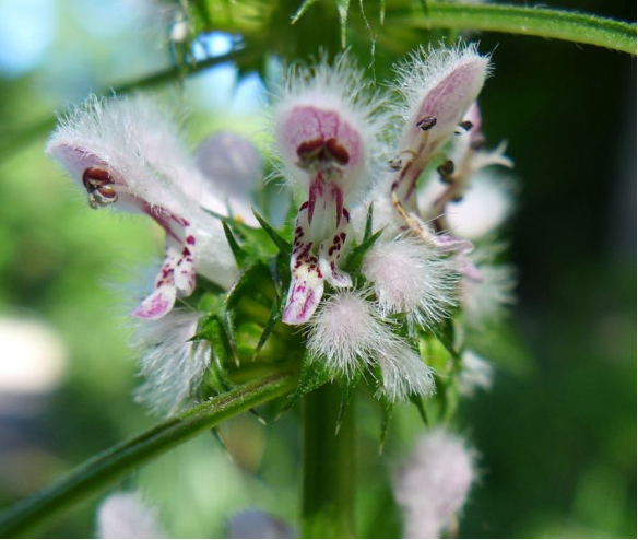 Motherwort