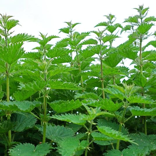 Nettles